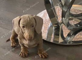 Beautiful Miniature dachshund puppy