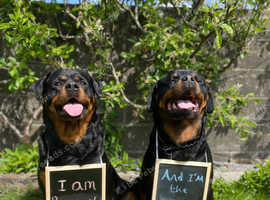 KC Rottweiler puppies due beginning of June