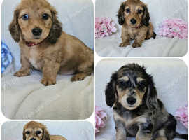 Long haired mini dachshunds