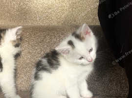 beautiful kittens