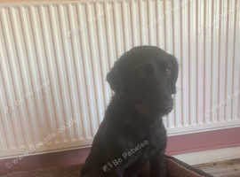 Nala , labradoodle 1 year and 10 months