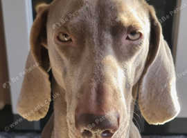 Weimaraner