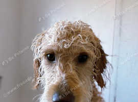 Golden doodle (Ziggy)