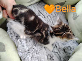Beatiful kittens baby girls ready for new home.