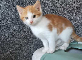 Beatifull kitten boy looking good a home
