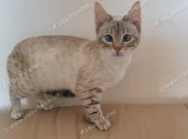 Gorgeous Bengal Snow Female 6 months