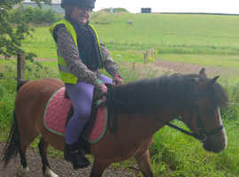 Great lead rein pony