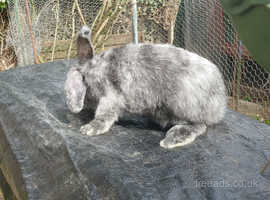 giant french lop