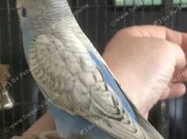 hand reared baby budgies