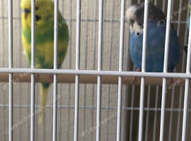 Beautiful pair of budgies including cage and toys.