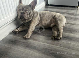 beautiful young Frenchbulldog boy that needs a forever loving home