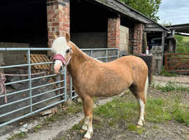 Well bred Welsh A summer project