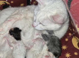 Beautiful half khao manee litter of kittens for sale !