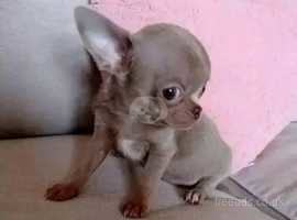 Chihuahua puppies