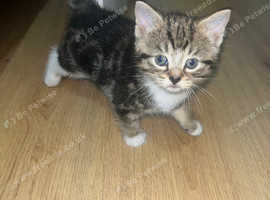 2 kittens