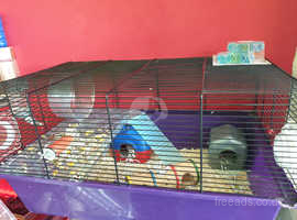 Hamsters with cages
