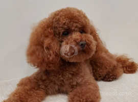 Gorgeous red toy poodle wanting a forever home
