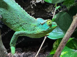 Jackson's Chameleons
