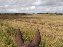 Freelance coach available North East