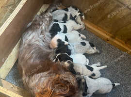 Working Cocker Jacks Puppies For Sale!
