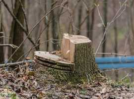 How much does a tree surgeon cost in Belfast