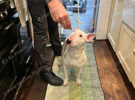 English bull terrier male puppy