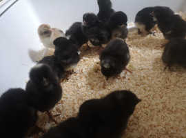 Chicks - Variety of Purebreeds