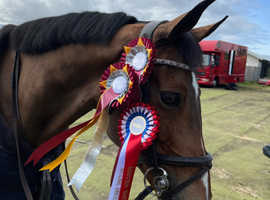 Looking for a mare companion, long term loan