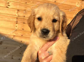7 golden retrievers