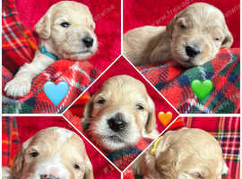 Champagne Australian Labradoodles