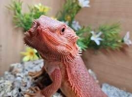 Collection of Bearded Dragons