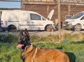 Female 10 month old mallinois