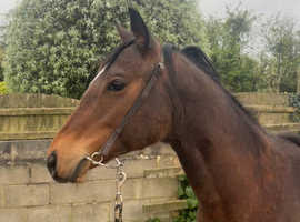 Smart TB yearling colt