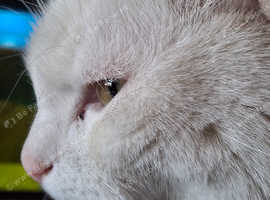 Casper Tom neutered chipped pure white one spot noticable