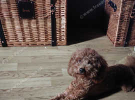 Brown teddy cockapoo