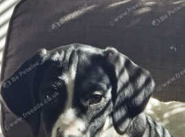 Stunning English springer spaniel x collie