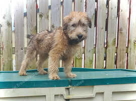 Wheaton terrier looking for new home