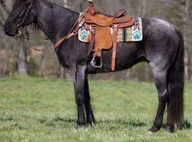 Blue Roan Quarter Horse Mare