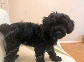 Tibetan terrier cross cocker spaniel 2024 for sale