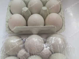 Ducks hatching eggs