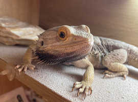 Bearded dragon - delivery available