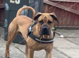 Presa Canario