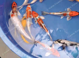 koi carp for sale high grade