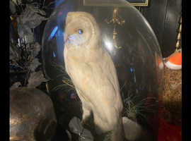 Beautiful Barn owl with Red squirrel
