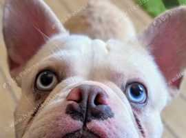 French bulldog husky koi