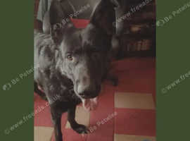 Wanted new home for German Sheherd