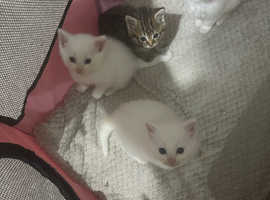 Lovely kittens looking for new home