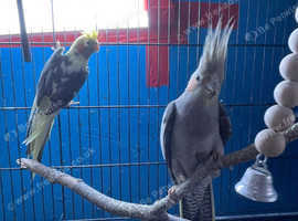 Proven pair Cockatiels