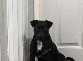 Patterdale terrier looking for a loving home