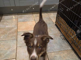 Border collie pups